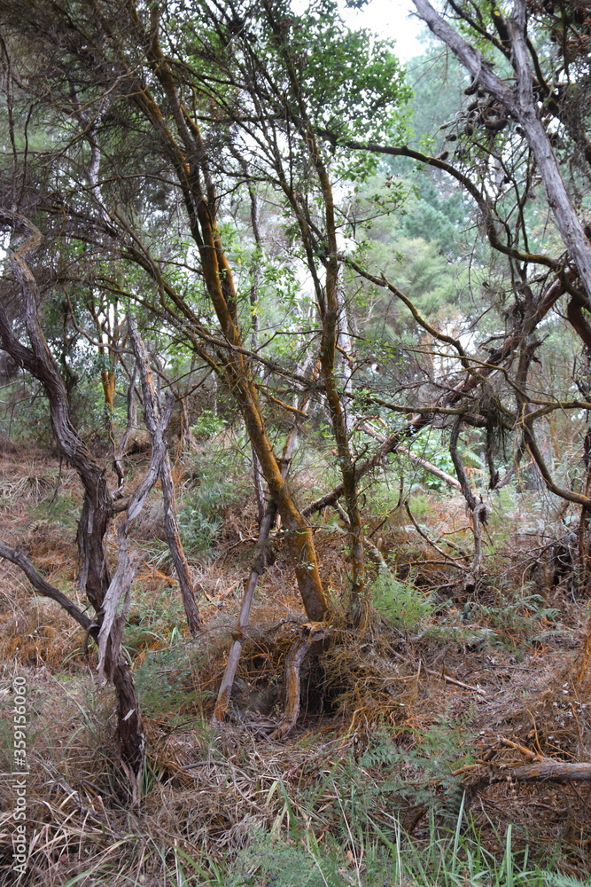 Forêt du parc Waiotapu, Nouvelle Zélande Forêt du parc Waiotapu, Nouvelle Zélande