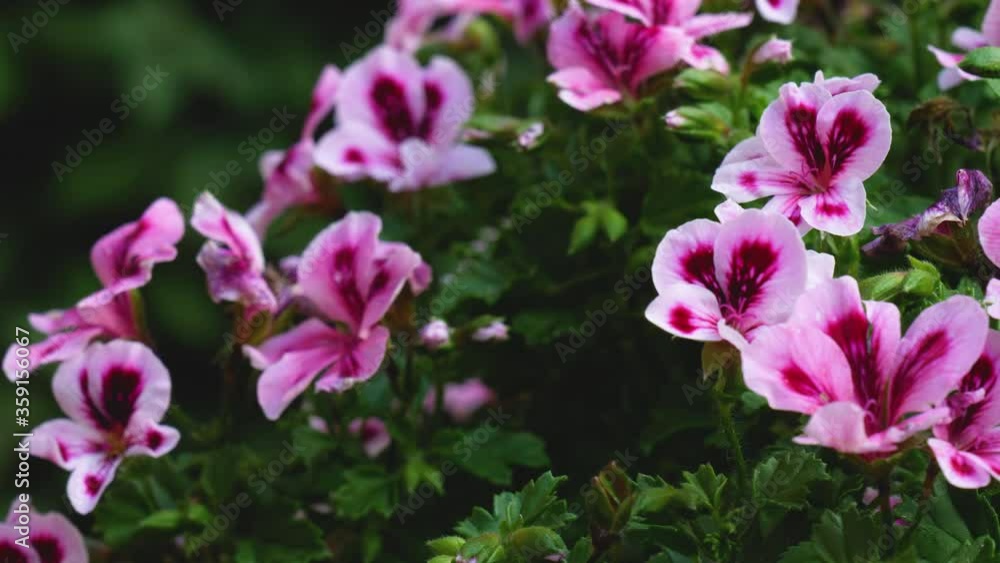 Regalia Lilac Star - Pelargonium grandiflorum Regalia Lilac Star - Pelargonium grandiflorum
