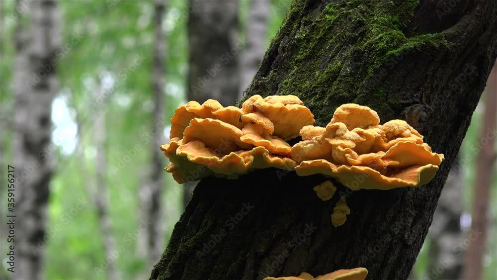 Chicken of the Woods (Laetiporus sulphureus) on a tree trunk. Chicken of the Woods (Laetiporus sulphureus) on a tree trunk.