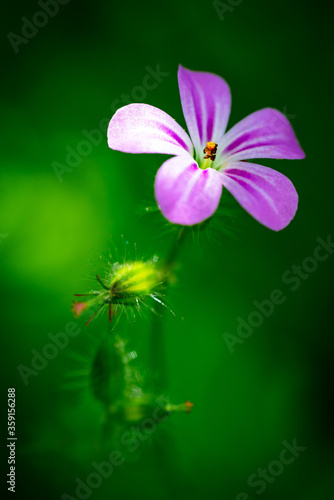 Little pink flower on a green background. Macro