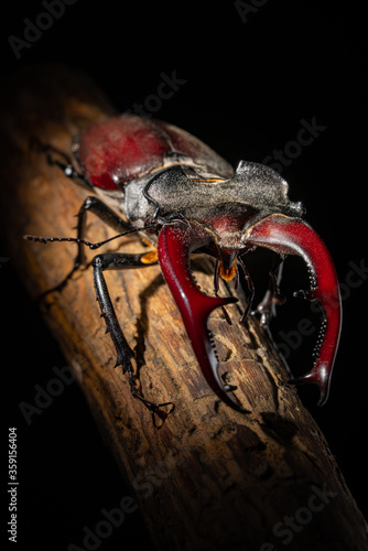 Beetle deer close-up. Large horned beetle on a branch. Black background. Contrast.