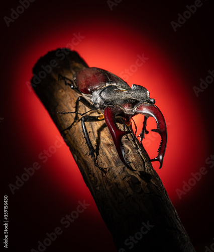 Beetle deer close-up. Large horned beetle on a branch. Black background. Contrast.
