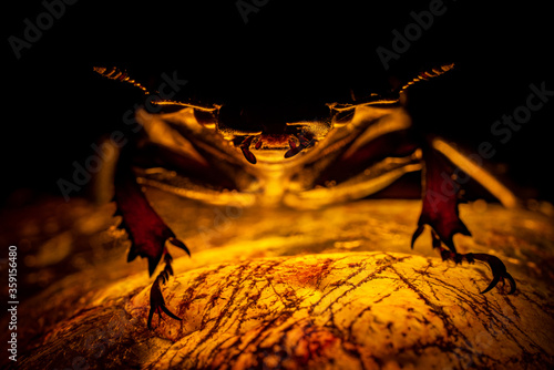 Beetle on a luminous stone. Dragon on the mountain of gold. Female deer beetle. Macro. Guardian Treasure