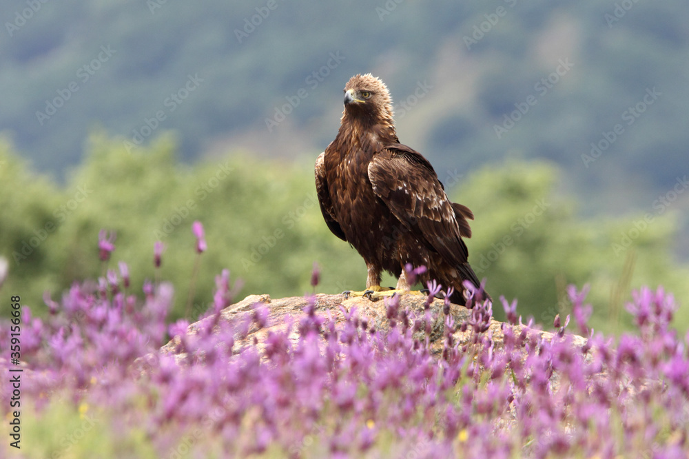 Fototapeta premium Golden Eagle female with the first light of day