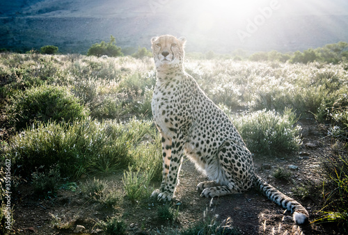 Female cheetah in short Karoo scrub at sunrise photo