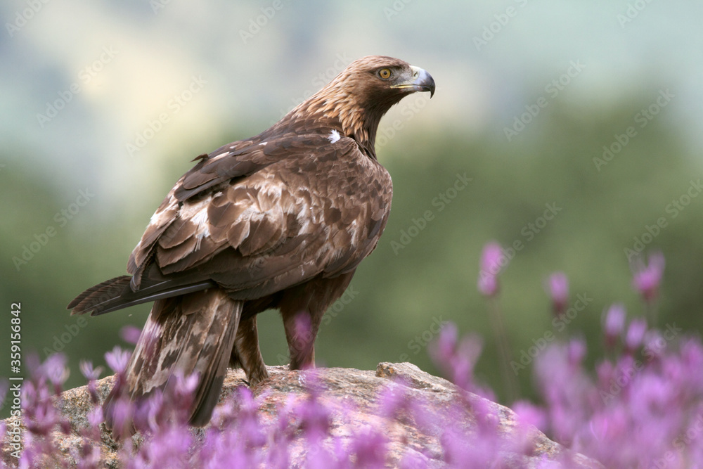 Golden Eagle adult male with the first light of dawn among purple flowers Golden Eagle adult male with the first light of dawn among purple flowers