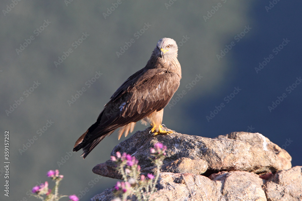 Black kite with the last lights of day Black kite with the last lights of day