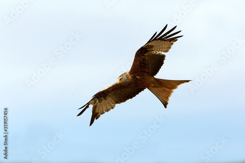 Red Kite flying, Milvus milvus © Jesus