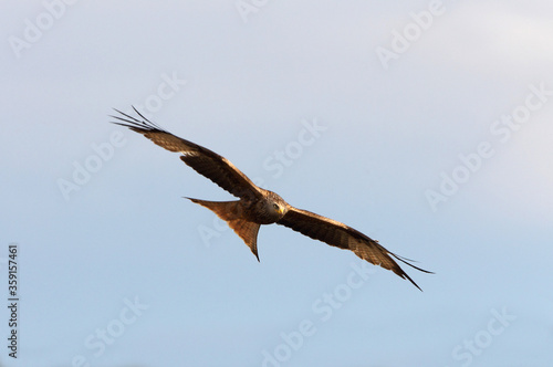 Red Kite flying  Milvus milvus