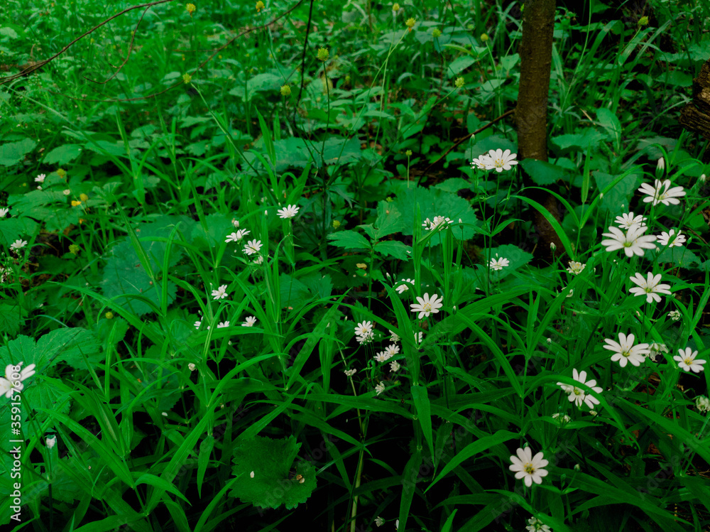 blooming daisies in the forest during the day blooming daisies in the forest during the day