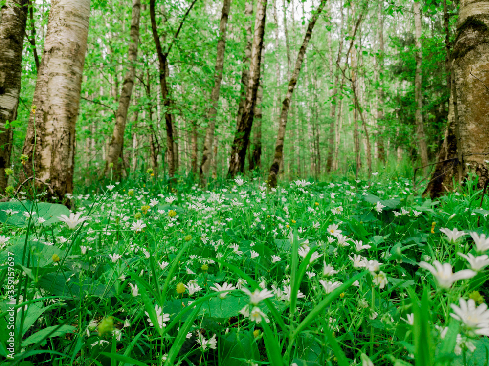 blooming daisies in the forest during the day blooming daisies in the forest during the day