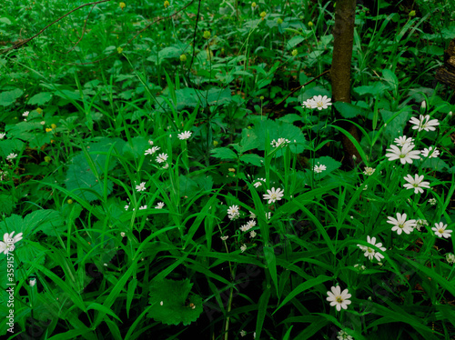 blooming daisies in the forest during the day