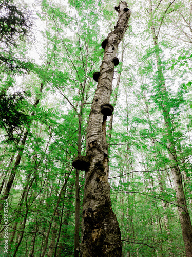 unusual birch in mushrooms in the afternoon forest