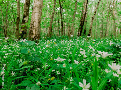 blooming daisies in the forest during the day © Dmitry Koryagin
