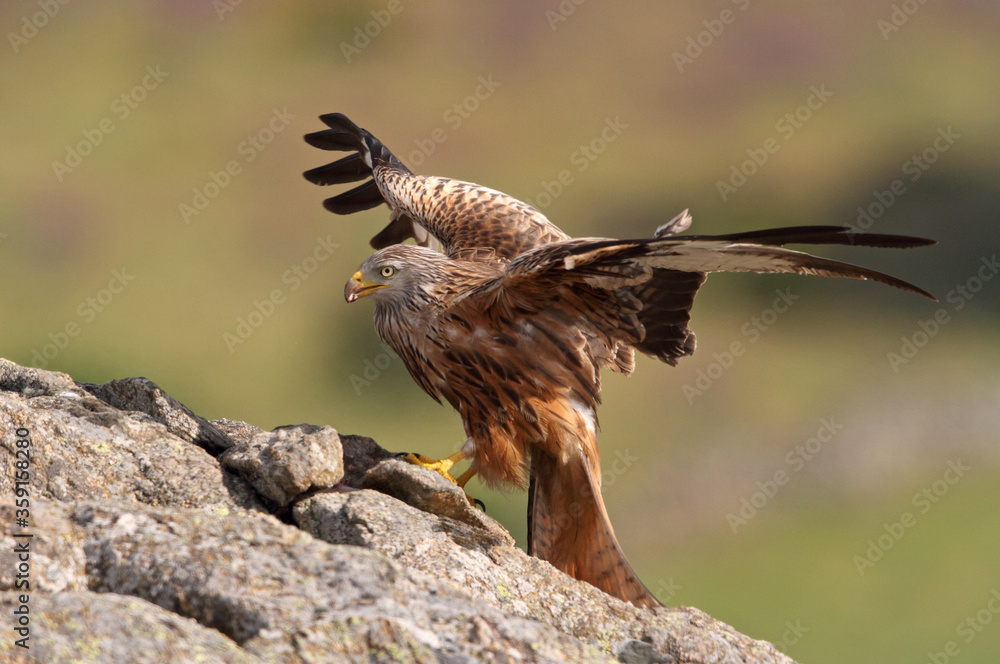 Fototapeta premium Red Kite with the first light of dawn