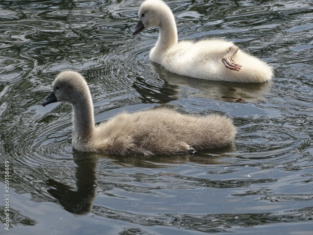 mal et femelle bébé mal et femelle bébé