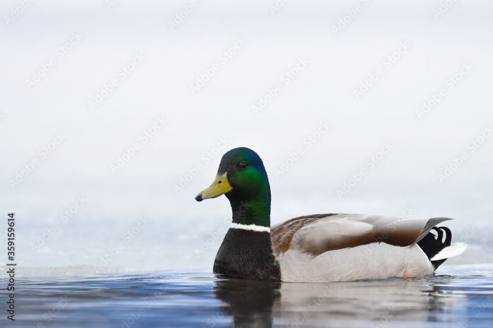 Obraz premium A male Mallard duck sits on the ice during the Alaska spring.