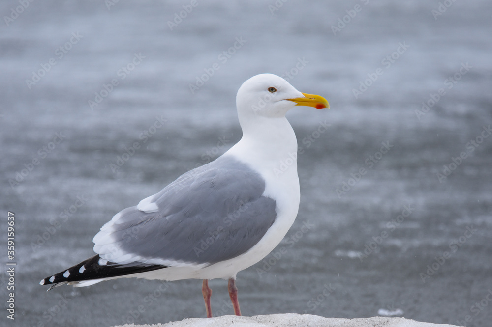 An adult Herring Gull stands on the ice during the Alaskan springtime. An adult Herring Gull stands on the ice during the Alaskan springtime.