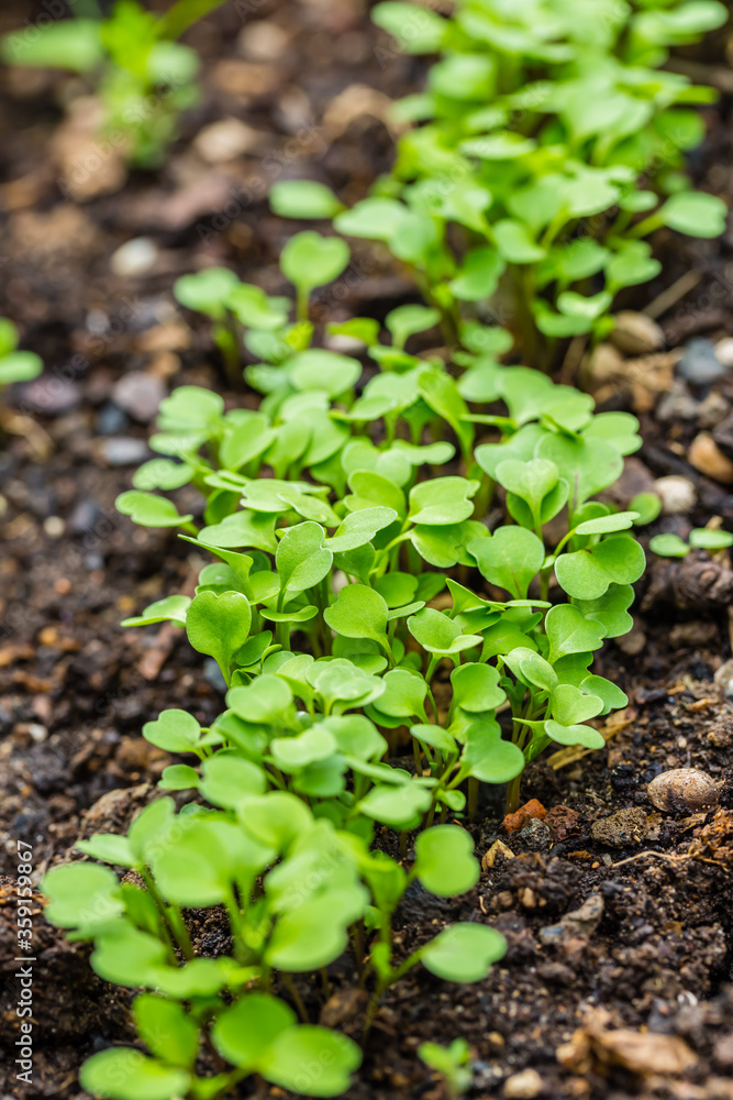 Organic salad seedlings or sapling lettuce in vegetable garden Organic salad seedlings or sapling lettuce in vegetable garden