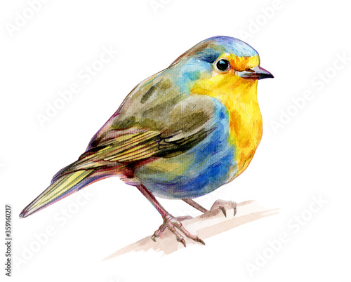 European Robin isolated, watercolor illustration.