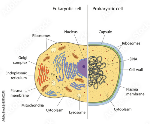 Fotografia lllustration of eukaryotic and prokaryotic cell with text