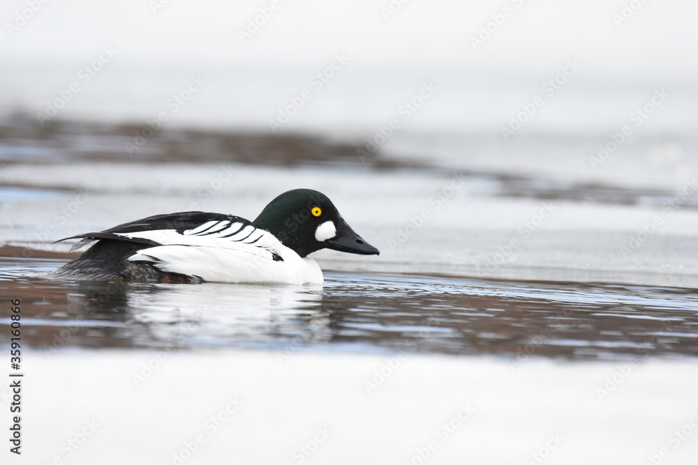 Fototapeta premium A drake Common Goldeneye swims through an Alaskan pond during the spring thaw. 