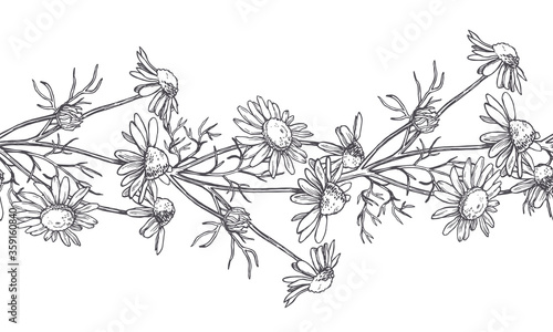 Vector seamless pattern with chamomile flowers in engraving style. Hand drawn botanical texture with floral border.