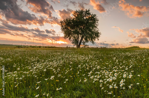 Kwiecista łąka usiana rumiankami photo