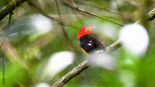 Wild orange tropical bird band-tailed manakin in the rain forest. 4K wildlife video
