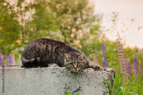 cute brown cat lies on a summer sunset background looking at the camera