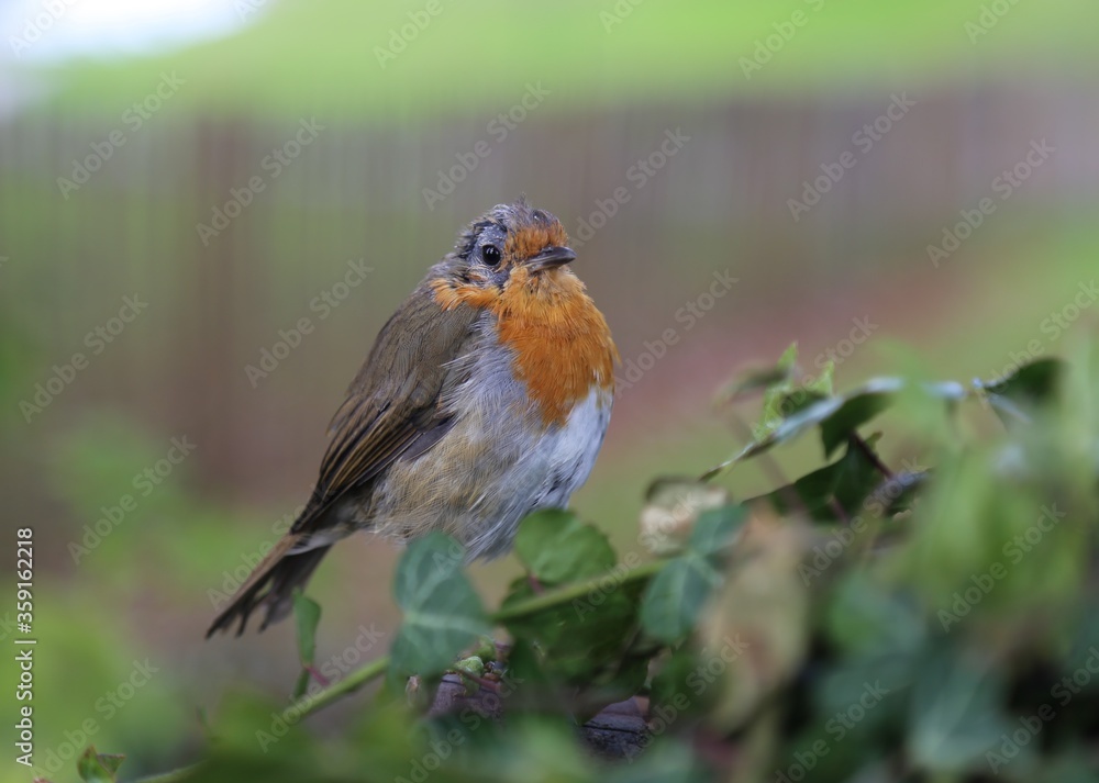 A closeup picture of a European Robin known as the Robin Redbreast. A closeup picture of a European Robin known as the Robin Redbreast.