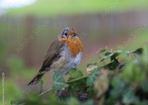 A closeup picture of a European Robin known as the Robin Redbreast. © Wendy