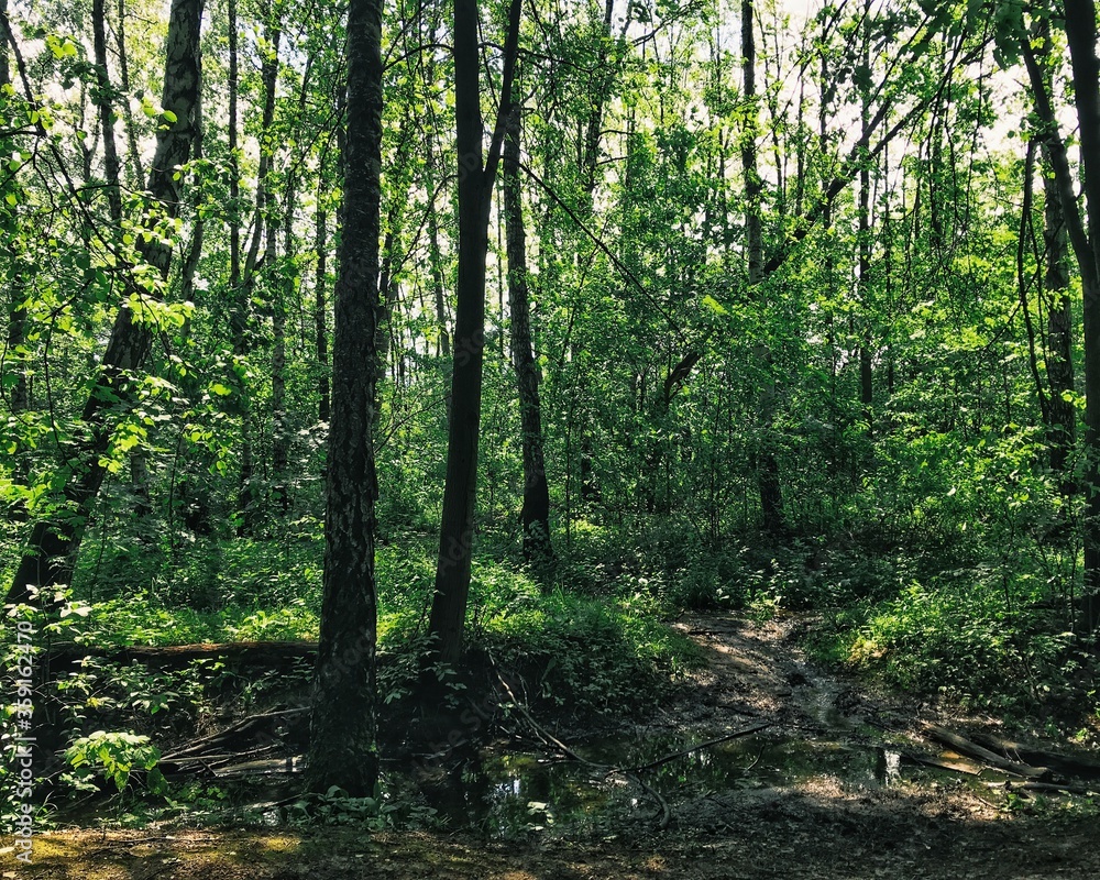 forest in the morning forest in the morning