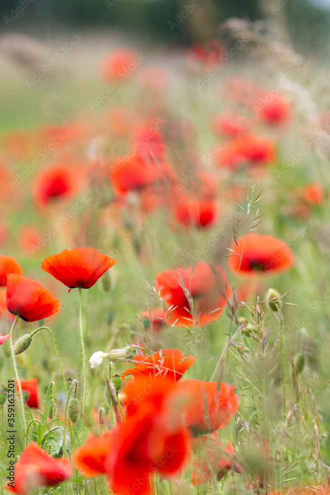 Fototapeta premium Mohn