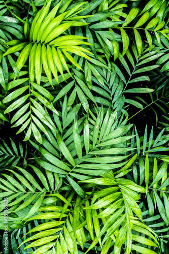 Fototapeta Naklejka Na Ścianę i Meble -  Perfect tropical palm leaves pattern, nature texture. Green nature background, bright and dark green tones. Artistic tropical jungle background