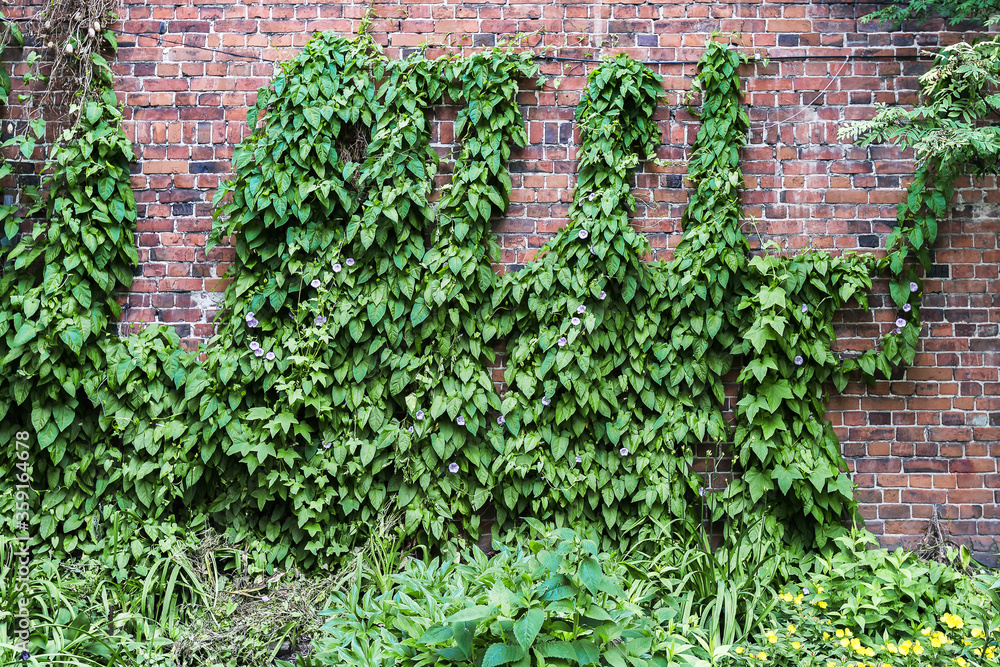 Old brick wall with a climbing green plant