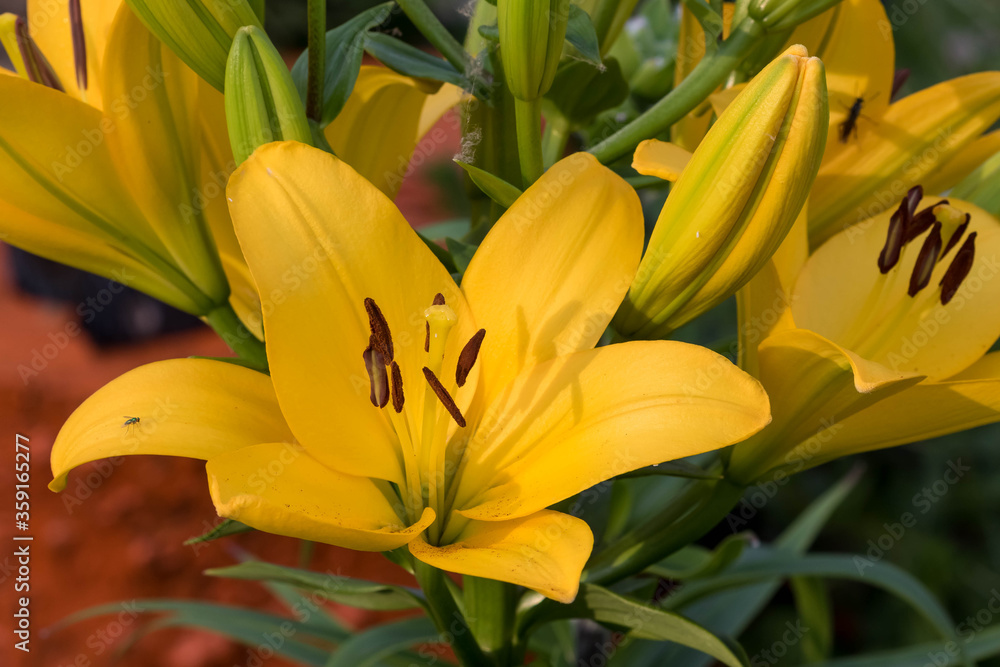 several yellow lily blooms seen at dawn in the lily garden several yellow lily blooms seen at dawn in the lily garden