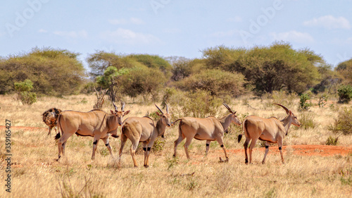 Antilopes in savanna. 