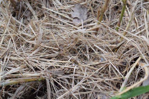 Dry parts of giant reed (Arundo donax) photo