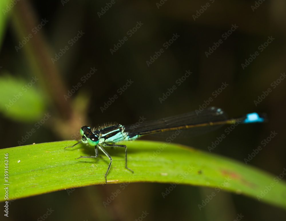 Blue dragonfly on a green leaf, Azure damselfly, Coenagrion puella Blue dragonfly on a green leaf, Azure damselfly, Coenagrion puella