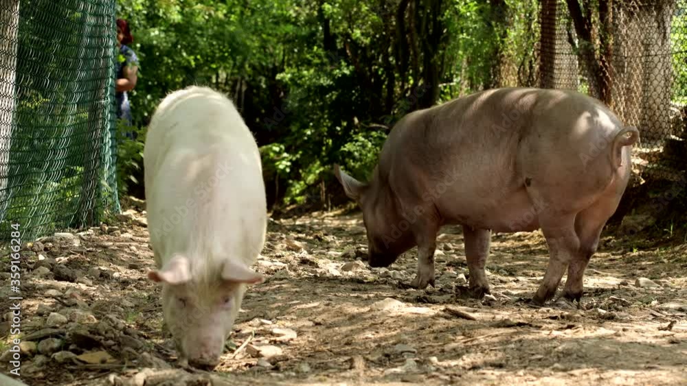 Pigs walk on the road in the countryside Pigs walk on the road in the countryside