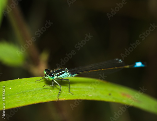 Blue dragonfly on a green leaf, Azure damselfly, Coenagrion puella © Maciek