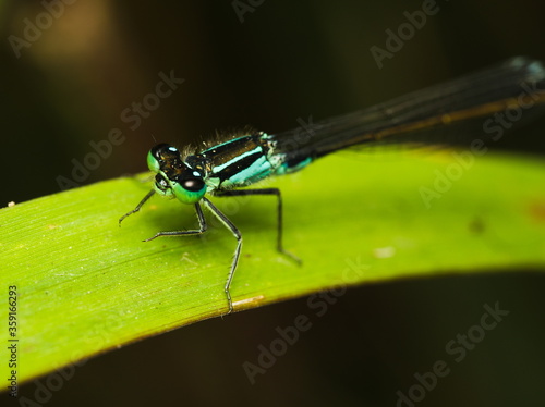 Blue dragonfly on a green leaf, Azure damselfly, Coenagrion puella