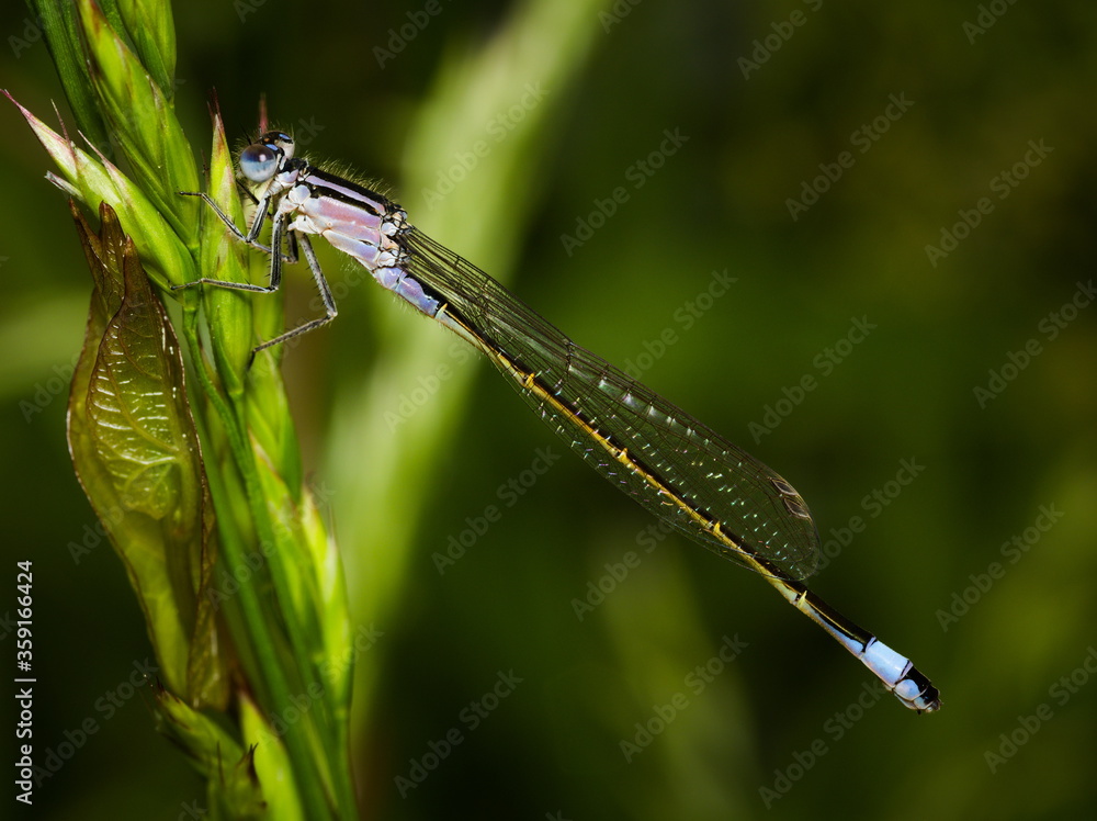 Blue dragonfly on a green leaf, Azure damselfly, Coenagrion puella Blue dragonfly on a green leaf, Azure damselfly, Coenagrion puella