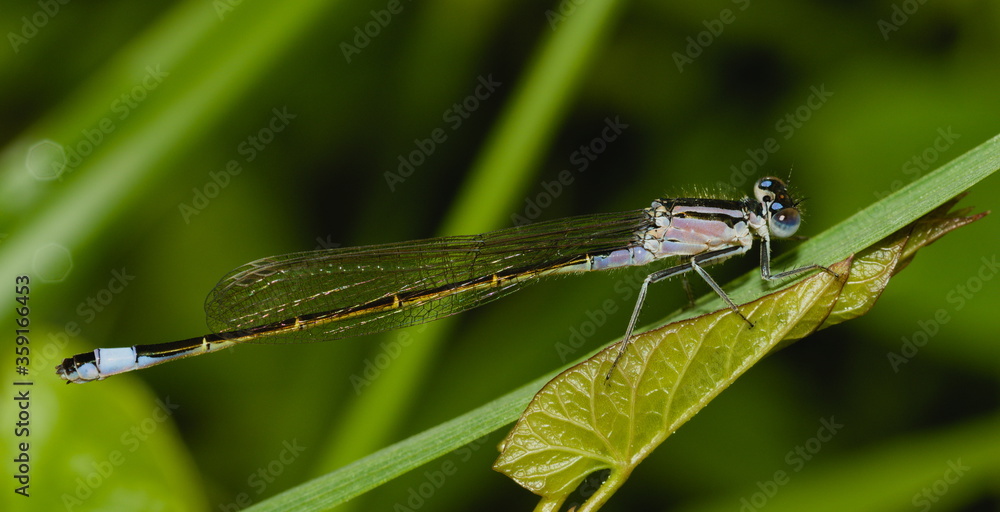 Blue dragonfly on a green leaf, Azure damselfly, Coenagrion puella Blue dragonfly on a green leaf, Azure damselfly, Coenagrion puella