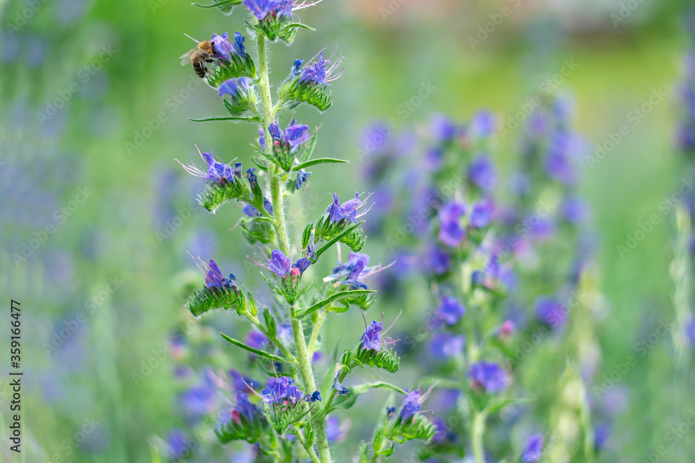 Pastel soft summer wildflowers as a background. Pastel soft summer wildflowers as a background.