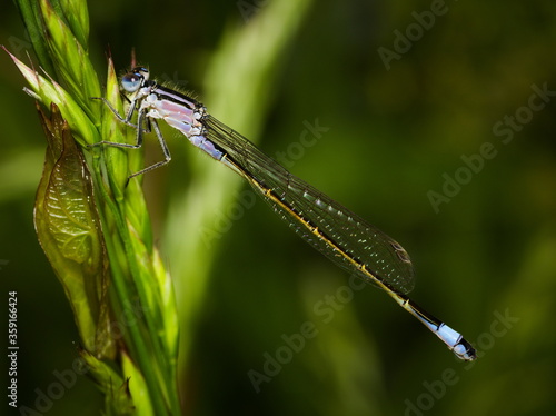 Blue dragonfly on a green leaf, Azure damselfly, Coenagrion puella