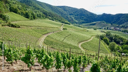 Weinberge an der Ahr  Weinanbau  Kulturlandschaft