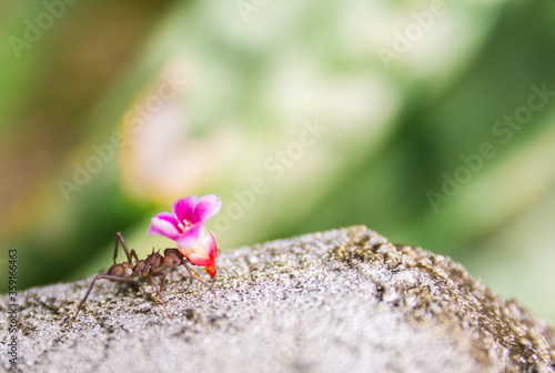 Leaf-cutter ant carrying a flower macro, acromyrmex octospinosus, Basse-Terre, Guadeloupe photo