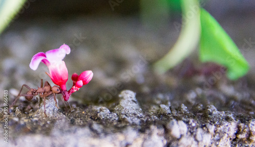 Leaf-cutter ant carrying a flower macro, acromyrmex octospinosus, Basse-Terre, Guadeloupe photo